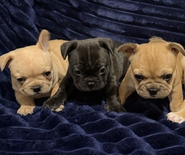 Medium Photo #1 French Bulldog Puppy For Sale in CEDAR RAPIDS, IA, USA