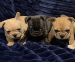 Small French Bulldog