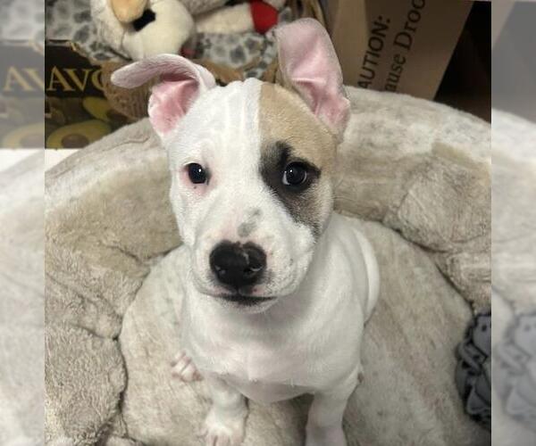 Medium Photo #13 Boxer-Unknown Mix Puppy For Sale in San Diego, CA, USA