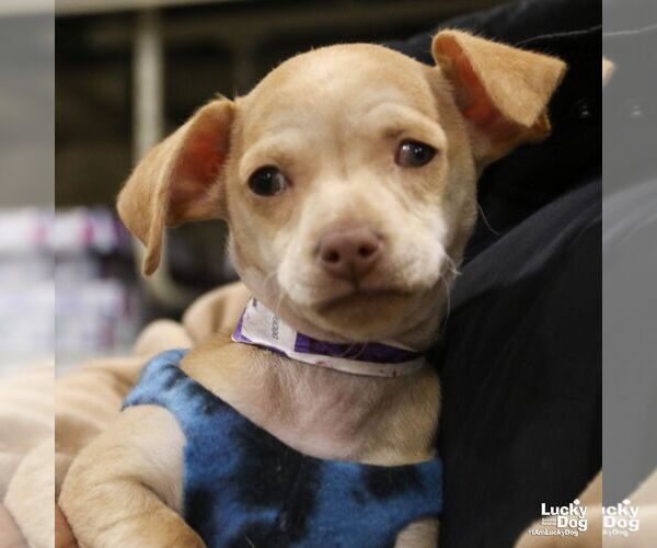 Medium Photo #3 Chihuahua-Unknown Mix Puppy For Sale in Washington, DC, USA