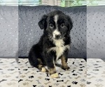 Puppy Girl 6 Australian Shepherd