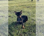 Small Photo #4 Miniature Pinscher Puppy For Sale in CANOGA, NY, USA
