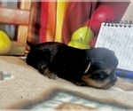 Small #1 Yorkshire Terrier