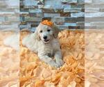 Small Photo #2 Goldendoodle Puppy For Sale in KISSIMMEE, FL, USA