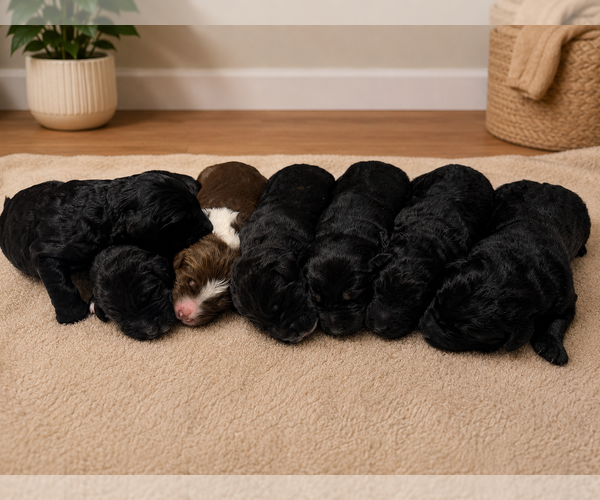 Medium Photo #1 Australian Labradoodle Puppy For Sale in MECHANICSVILLE, MD, USA