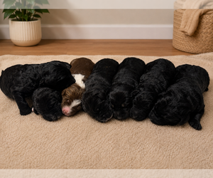 Australian Labradoodle Puppy for sale in MECHANICSVILLE, MD, USA
