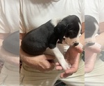 Small #2 Great Dane