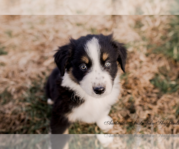 Medium Photo #2 Australian Shepherd Puppy For Sale in RED BUD, IL, USA