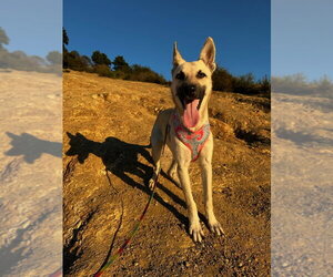Ella - located in CA - Female Mutt Dog for Adoption - Photo #2