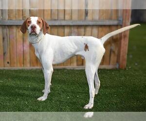 Pointer Dogs for adoption in West Valley, UT, USA