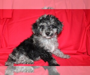 Cavapoo Puppy for sale in BLOOMINGTON, IN, USA