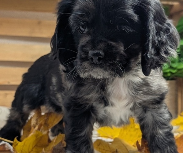 Medium Photo #7 Cocker Spaniel Puppy For Sale in GOSHEN, IN, USA
