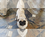 Small #12 Pug