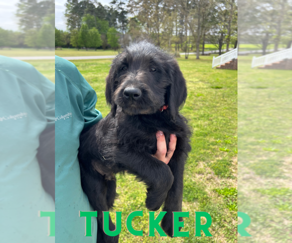 Medium Photo #1 Labradoodle Puppy For Sale in ROCKY MOUNT, NC, USA