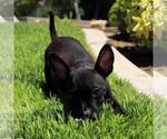Small #2 Chihuahua Mix
