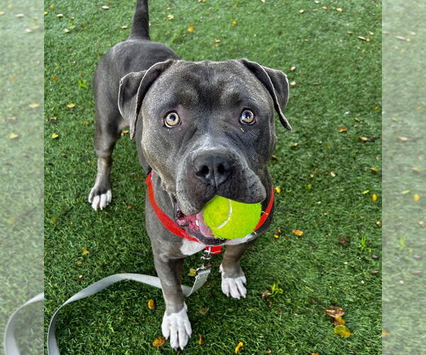Medium Photo #2 American Bulldog Puppy For Sale in Salinas, CA, USA
