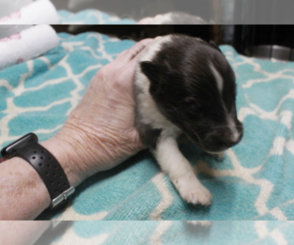 Medium Photo #2 Shetland Sheepdog Puppy For Sale in BAINBRIDGE, NY, USA