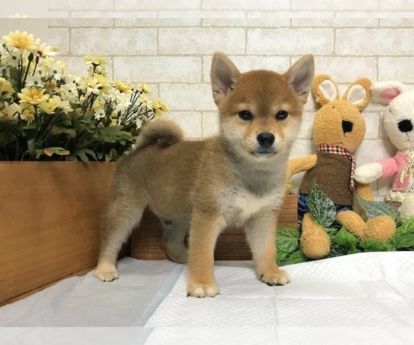 Medium Photo #4 Shiba Inu Puppy For Sale in SAN FRANCISCO, CA, USA