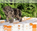Small #18 Poodle (Toy)