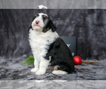 Puppy Ryder Aussiedoodle Miniature 