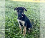 Puppy Sassy German Shepherd Dog