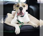 Small Photo #1 American Bulldog Puppy For Sale in MC KINNEY, TX, USA