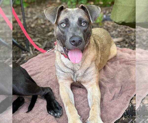 Medium Photo #5 Black Mouth Cur-Labrador Retriever Mix Puppy For Sale in Canton, CT, USA
