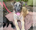 Small Photo #5 Black Mouth Cur-Labrador Retriever Mix Puppy For Sale in Canton, CT, USA