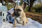 Small Photo #1 French Bulldog Puppy For Sale in HONEY BROOK, PA, USA