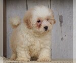Small Photo #2 Shih-Poo Puppy For Sale in FREDERICKSBG, OH, USA