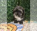 Puppy 6 Maltipoo-Shih Tzu Mix