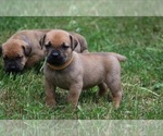 Puppy Lilo Boerboel