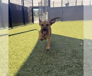 Chihuahua Dogs for adoption in San Martin, CA, USA