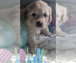 Small Photo #5 Golden Retriever Puppy For Sale in MODESTO, CA, USA