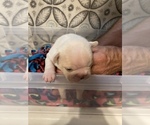 Puppy 2 French Bulldog