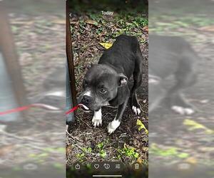 Mutt Dogs for adoption in Houston, TX, USA