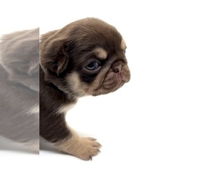 Pug Puppy for sale in NEENAH, WI, USA