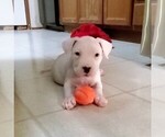 Small Photo #27 Dogo Argentino Puppy For Sale in PINEVILLE, MO, USA