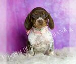 Small #1 Dachshund