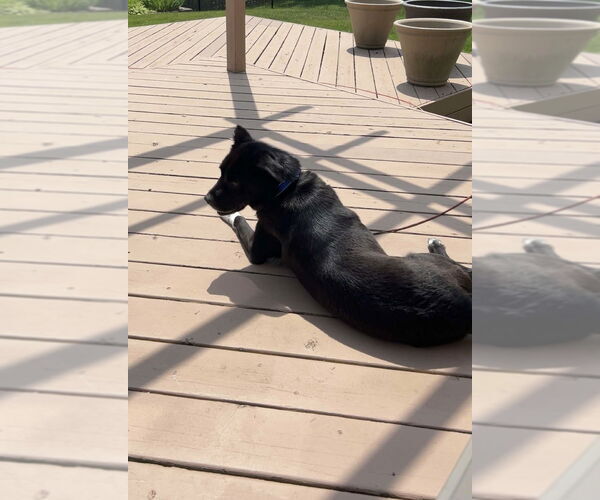 Medium Photo #6 Labrador Retriever-Unknown Mix Puppy For Sale in Mundelein, IL, USA