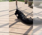 Small #5 Labrador Retriever Mix