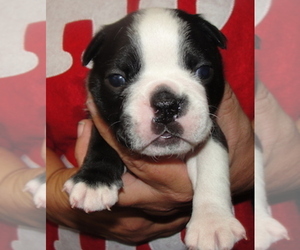 Boston Terrier Puppy for sale in CRKD RVR RNCH, OR, USA