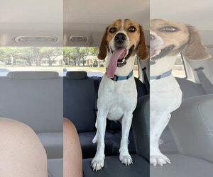 Beagle Dogs for adoption in Valrico, FL, USA