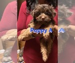 Puppy Puppy 1 Yorkshire Terrier