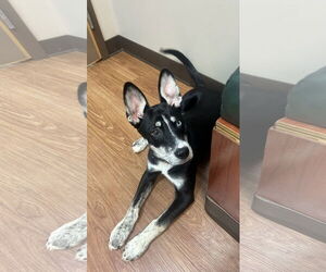 German Shepherd Dog-Siberian Husky Mix Dogs for adoption in Ball Ground, GA, USA