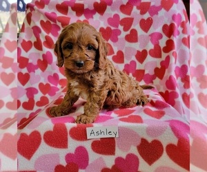 Cavapoo Puppy for sale in HOPKINSVILLE, KY, USA