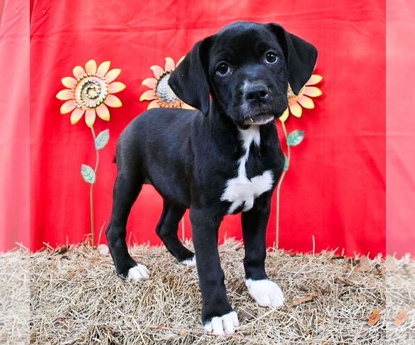 Medium Photo #1 Bulldog-Labrador Retriever Mix Puppy For Sale in Wetumpka, AL, USA