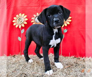 Bulldog-Labrador Retriever Mix Dogs for adoption in Wetumpka, AL, USA