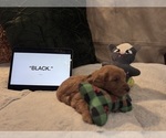 Small Photo #49 Goldendoodle Puppy For Sale in HARTFORD, CT, USA