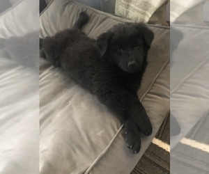 Chow Chow-German Shepherd Dog Mix Puppy for sale in LAMBERTVILLE, MI, USA